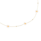 Pearly Daisy